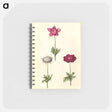 アートメモ帳-Anemone coronaria
 - マリア ジビーラ メーリアン Memo.