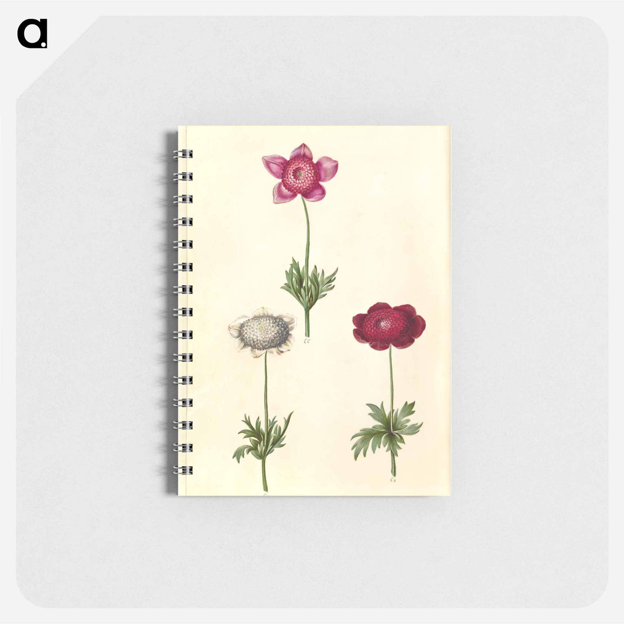 アートメモ帳-Anemone coronaria
 - マリア ジビーラ メーリアン Memo.