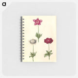 アートメモ帳-Anemone coronaria
 - マリア ジビーラ メーリアン Memo.