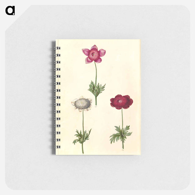 アートメモ帳-Anemone coronaria
 - マリア ジビーラ メーリアン Memo.