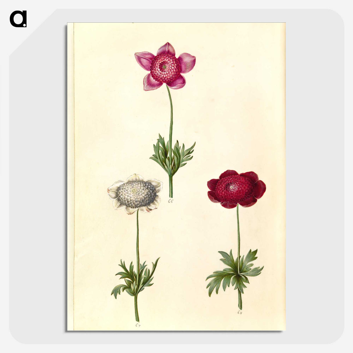 2-17_Maria-Sibylla-Merian_picture-crop