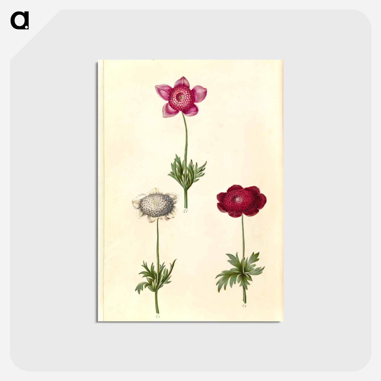 アートポストカード-Anemone coronaria
 - マリア ジビーラ メーリアン Postcard.