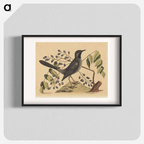 アートポスター-The Red Legged Thrush
 - マーク ケイツビー Poster.