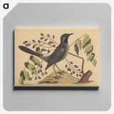 2-17_Mark-Catesby_canvas