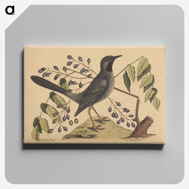 2-17_Mark-Catesby_canvas