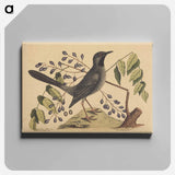 アートパネル-The Red Legged Thrush
 - マーク ケイツビー Canvas.
