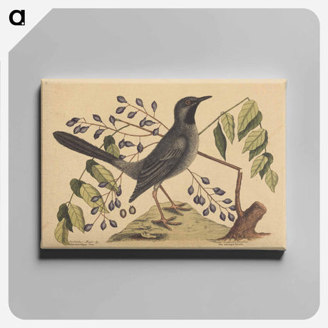 アートパネル-The Red Legged Thrush
 - マーク ケイツビー Canvas.