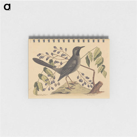 2-17_Mark-Catesby_memo
