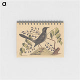 アートメモ帳-The Red Legged Thrush
 - マーク ケイツビー Memo.