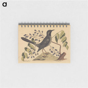 アートメモ帳-The Red Legged Thrush
 - マーク ケイツビー Memo.