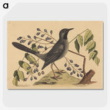 2-17_Mark-Catesby_picture-crop