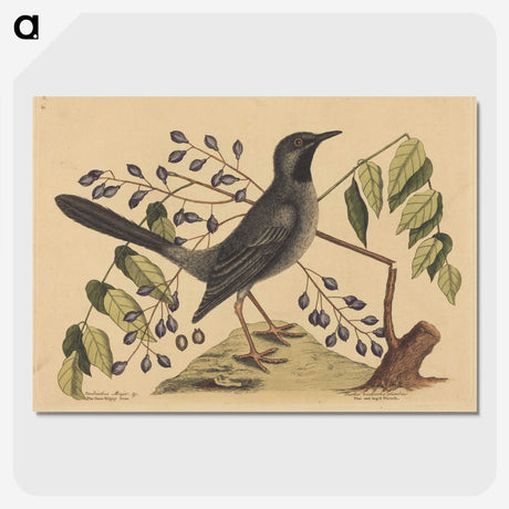 2-17_Mark-Catesby_picture-crop