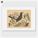 2-17_Mark-Catesby_picture