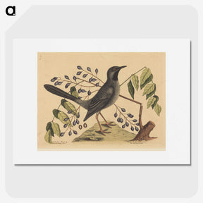 2-17_Mark-Catesby_picture