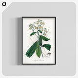 2-17_Medical-Botany_blk-crop