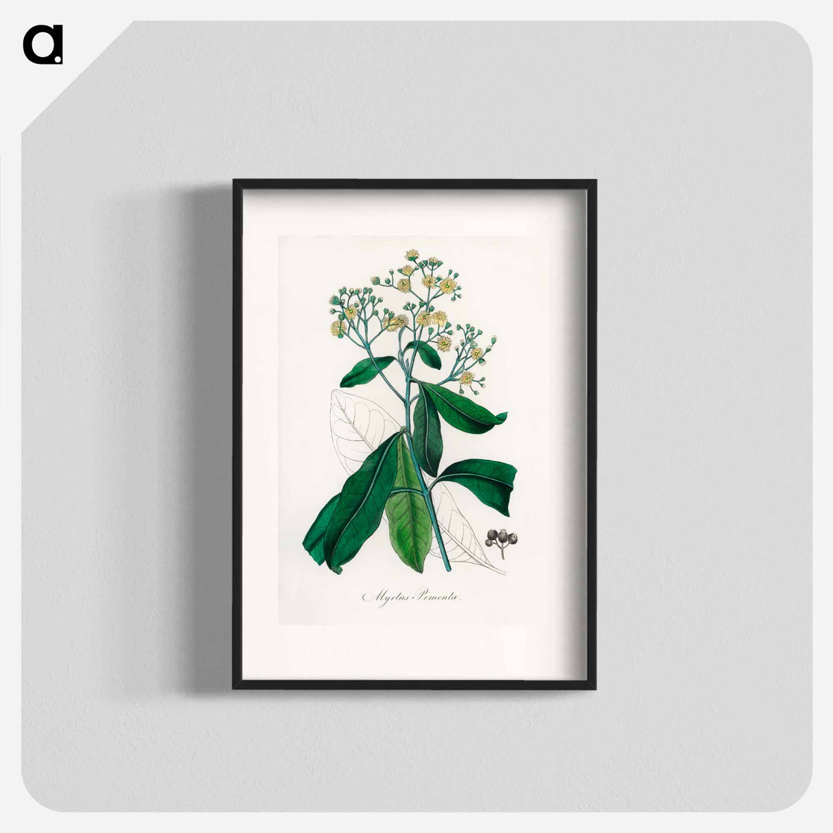 アートポスター-Allspice Illustration
 - 薬用植物学 Poster.