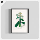 アートポスター-Allspice Illustration
 - 薬用植物学 Poster.