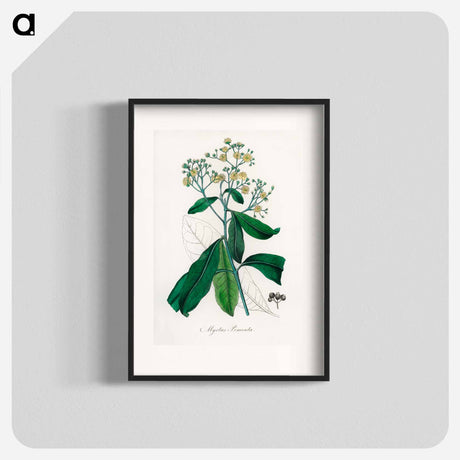 アートポスター-Allspice Illustration
 - 薬用植物学 Poster.