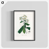 2-17_Medical-Botany_blk