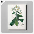 2-17_Medical-Botany_canvas