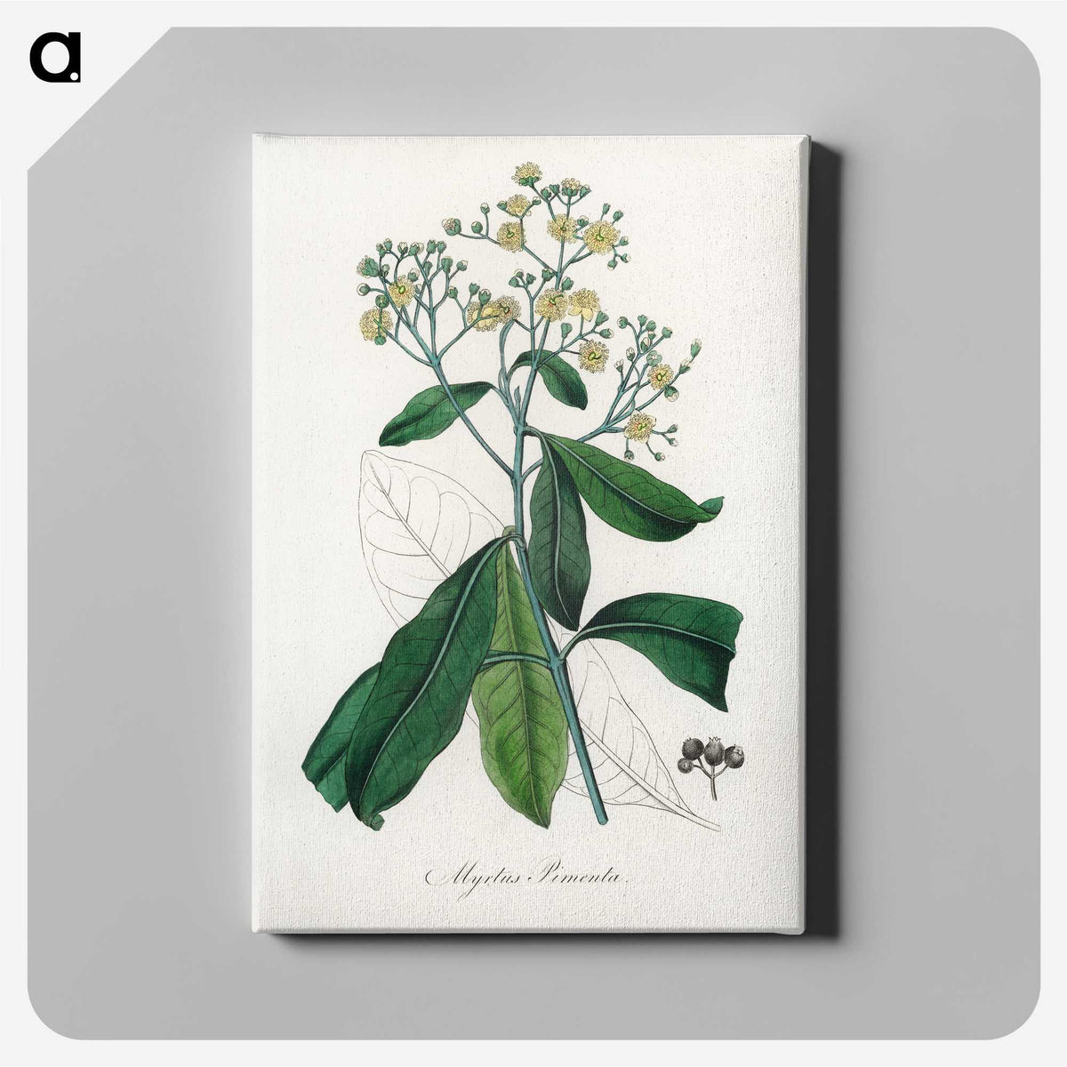 2-17_Medical-Botany_canvas