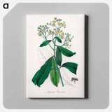 アートパネル-Allspice Illustration
 - 薬用植物学 Canvas.