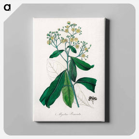 アートパネル-Allspice Illustration
 - 薬用植物学 Canvas.