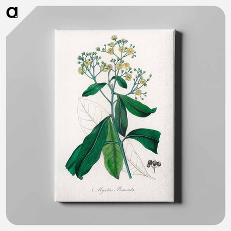 アートパネル-Allspice Illustration
 - 薬用植物学 Canvas.