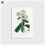 2-17_Medical-Botany_hagaki