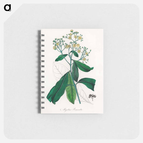 アートメモ帳-Allspice Illustration
 - 薬用植物学 Memo.