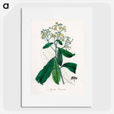 アートポスター-Allspice Illustration
 - 薬用植物学 Poster.