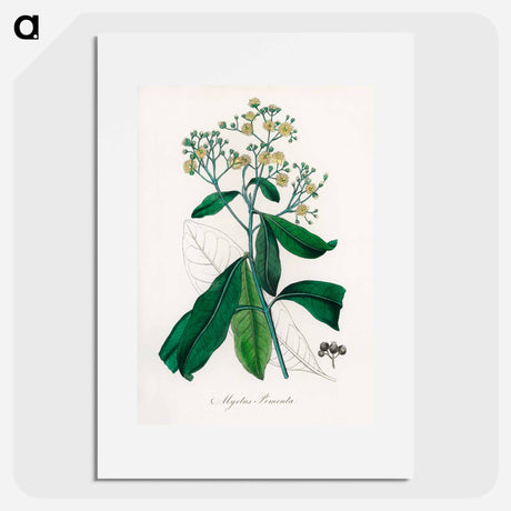アートポスター-Allspice Illustration
 - 薬用植物学 Poster.