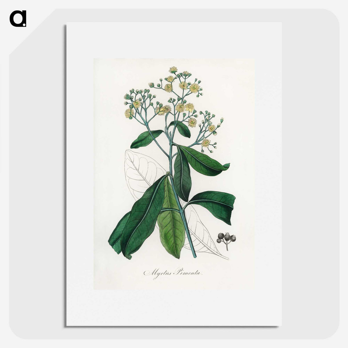 2-17_Medical-Botany_picture