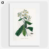 2-17_Medical-Botany_picture