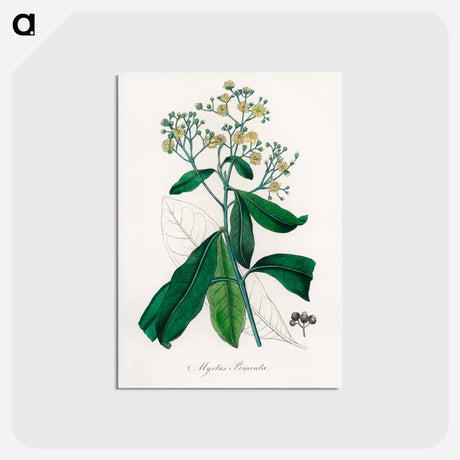 アートポストカード-Allspice Illustration
 - 薬用植物学 Postcard.