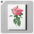 アートパネル-Giant French rose bloom - ピエール ジョゼフ ルドゥーテ Canvas.