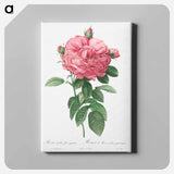 アートパネル-Giant French rose bloom - ピエール ジョゼフ ルドゥーテ Canvas.