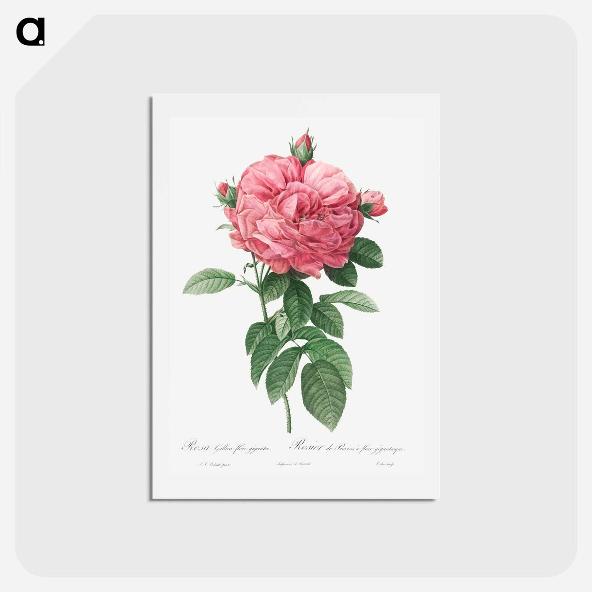 アートポストカード-Giant French rose bloom - ピエール ジョゼフ ルドゥーテ Postcard.