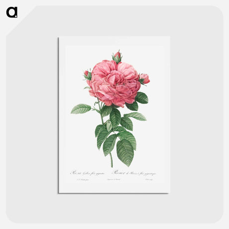 アートポストカード-Giant French rose bloom - ピエール ジョゼフ ルドゥーテ Postcard.