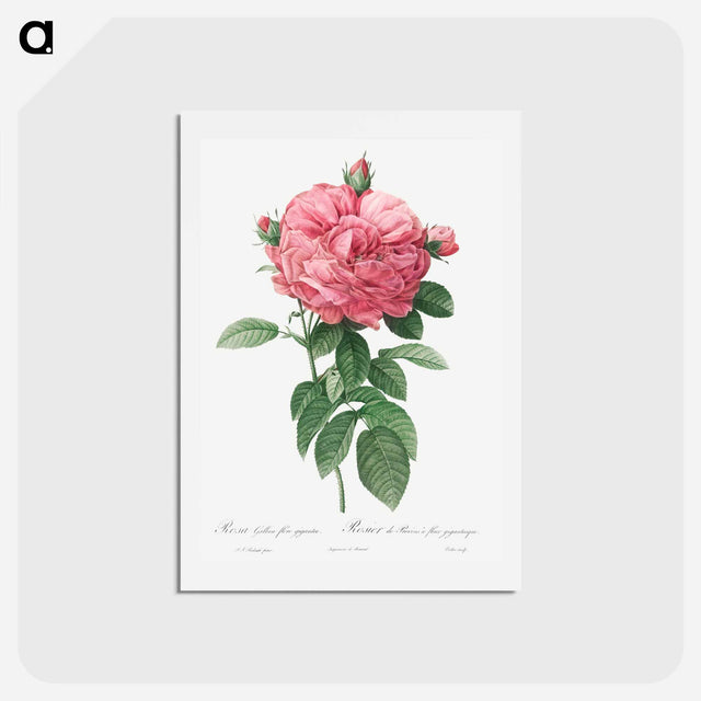 アートポストカード-Giant French rose bloom - ピエール ジョゼフ ルドゥーテ Postcard.