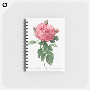 アートメモ帳-Giant French rose bloom - ピエール ジョゼフ ルドゥーテ Memo.