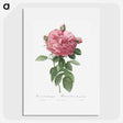 2-17_Pierre-Joseph-Redoute_picture