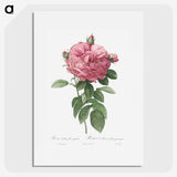 2-17_Pierre-Joseph-Redoute_picture