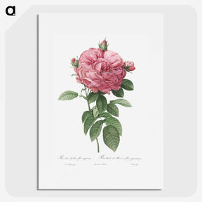2-17_Pierre-Joseph-Redoute_picture