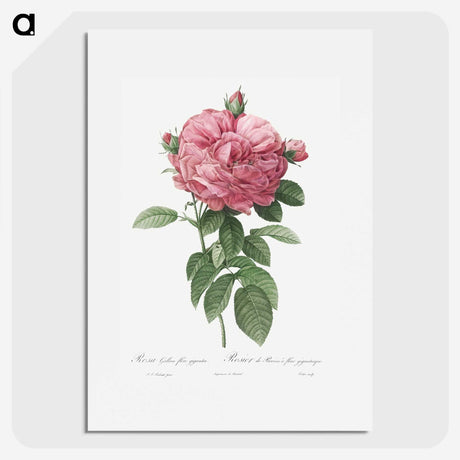 2-17_Pierre-Joseph-Redoute_picture