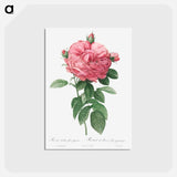 アートポストカード-Giant French rose bloom - ピエール ジョゼフ ルドゥーテ Postcard.