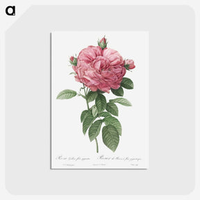 2-17_Pierre-Joseph-Redoute_postcard