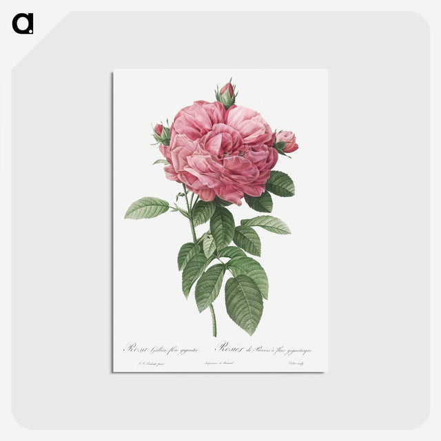 2-17_Pierre-Joseph-Redoute_postcard