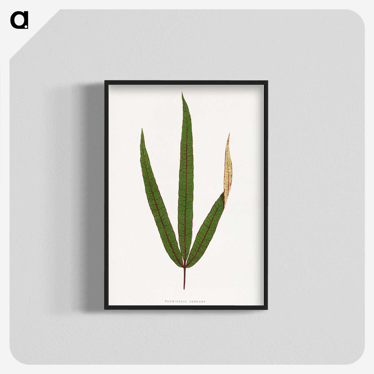 2-17_Plants-with-Colored-Foliage_blk-crop
