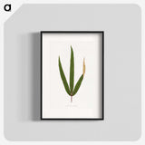 2-17_Plants-with-Colored-Foliage_blk